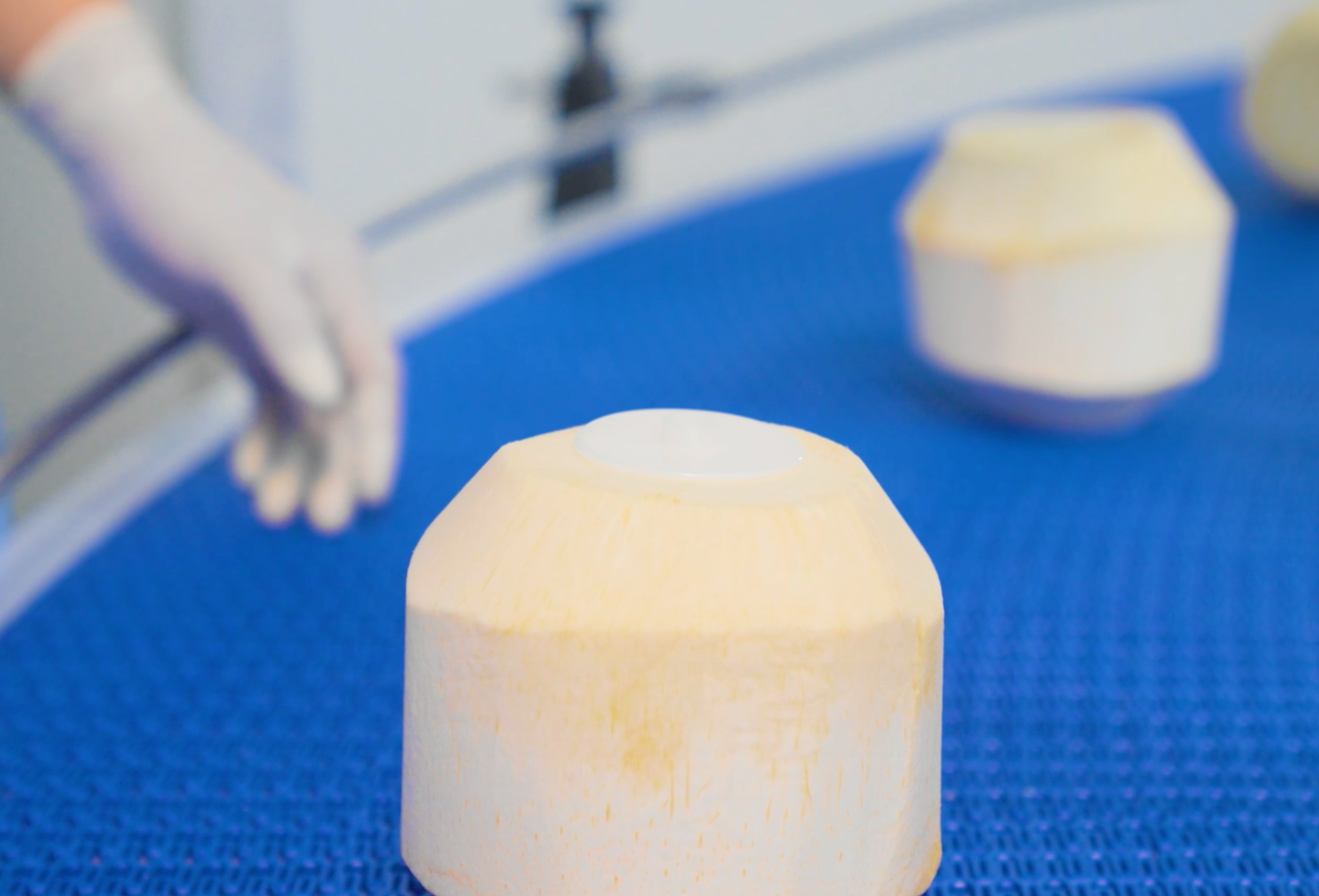 VietSun Holdings Desiccated coconut