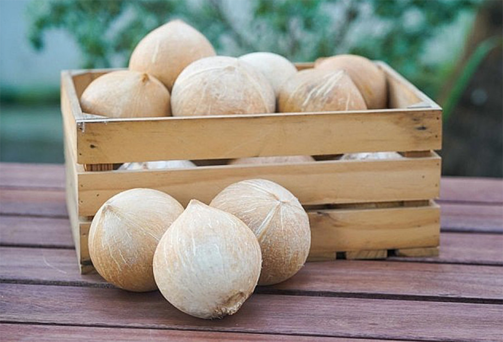جوز الهند الناضج منزوع القشرة بالكامل
